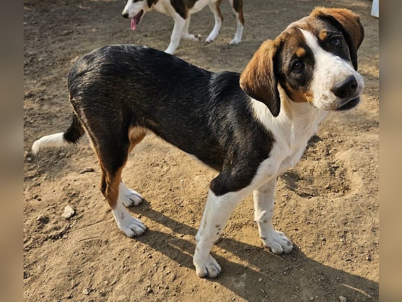 Darcy, geb. ca. 05/2024, lebt in GRIECHENLAND, auf einer privaten Pflegestelle