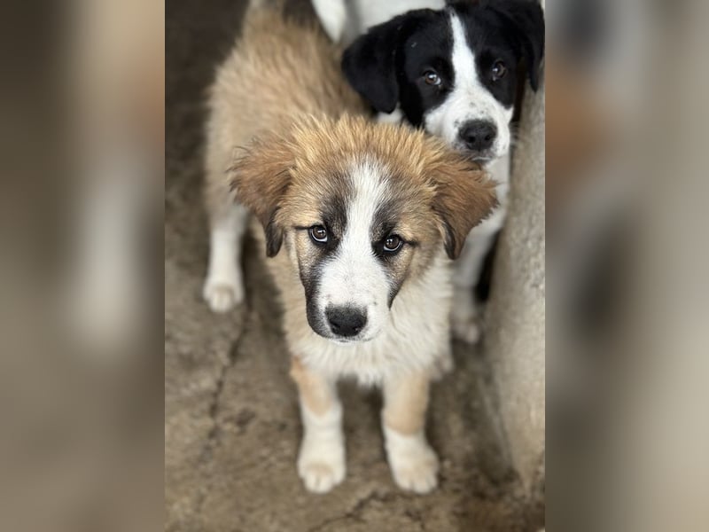 Zarina, geb. ca. 01/2025, lebt in GRIECHENLAND, im städt. Tierheim Serres