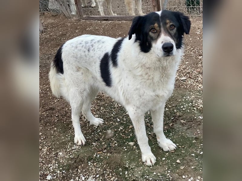 Xalia, geb. ca. 03/2018, lebt in GRIECHENLAND, im städt. Tierheim Serres