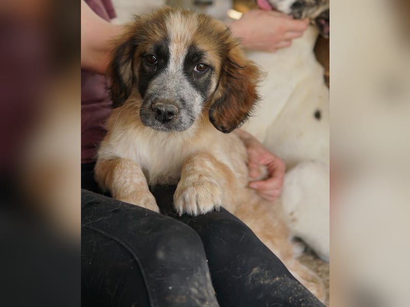Toffee, geb. ca. 01/2023, lebt in GRIECHENLAND, im städt. Tierheim Serres