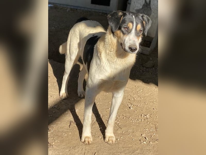 Fanny, geb. ca. 04/2021, lebt in GRIECHENLAND, im städt. Tierheim Serres