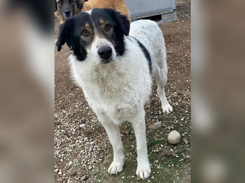 Xalia, geb. ca. 03/2018, lebt in GRIECHENLAND, im städt. Tierheim Serres