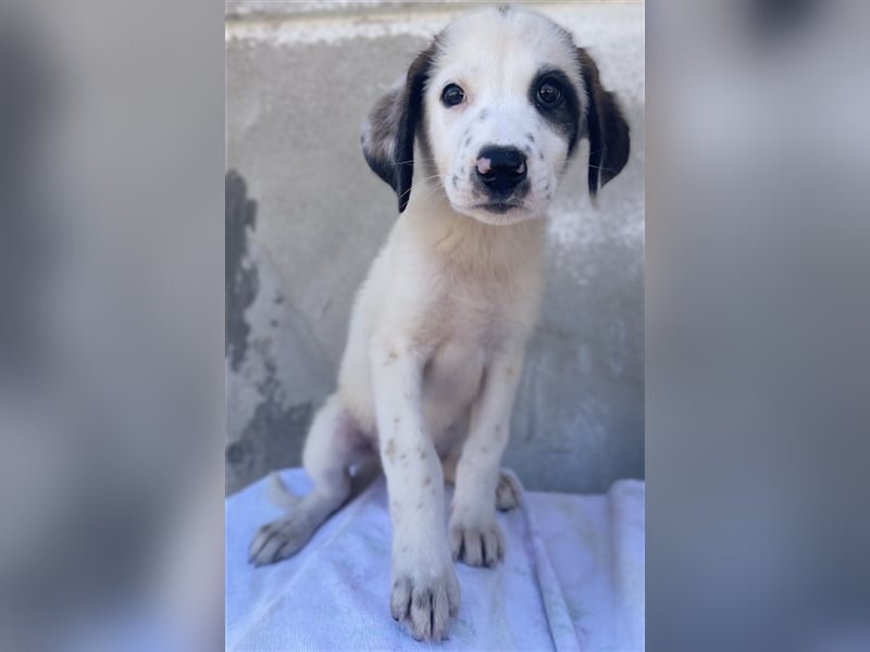 Benda, geb. ca. 06/2023, lebt in GRIECHENLAND, im städt. Tierheim Serres