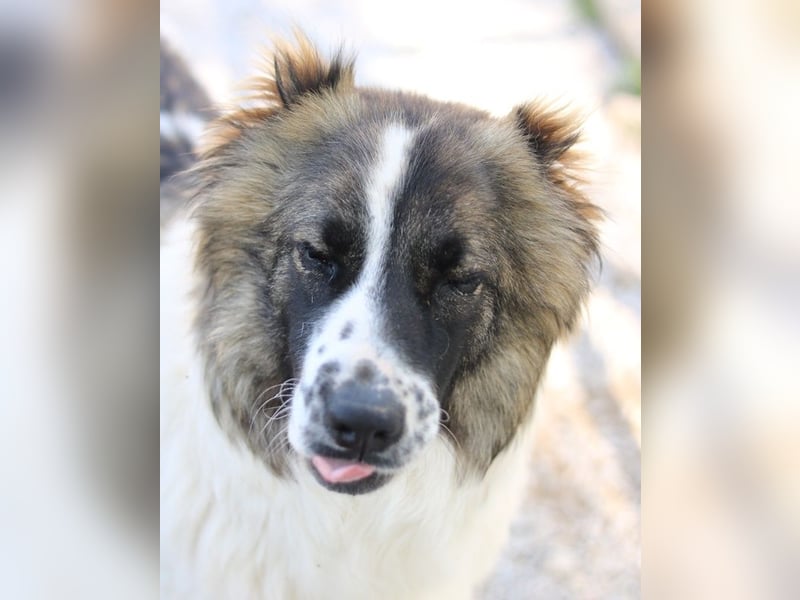 Marla, geb. ca. 06/2020, lebt in GRIECHENLAND, im städt. Tierheim Serres