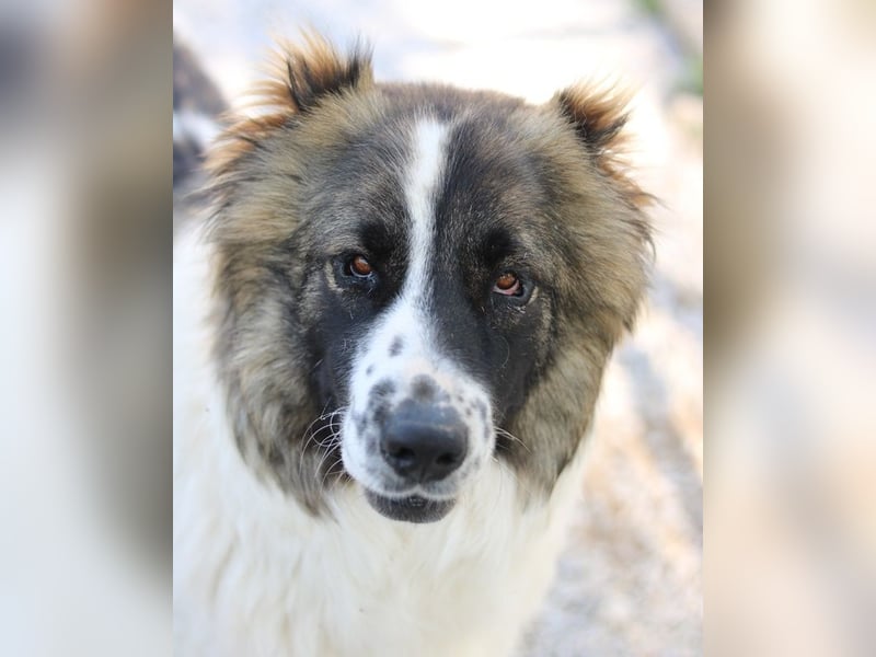Marla, geb. ca. 06/2020, lebt in GRIECHENLAND, im städt. Tierheim Serres