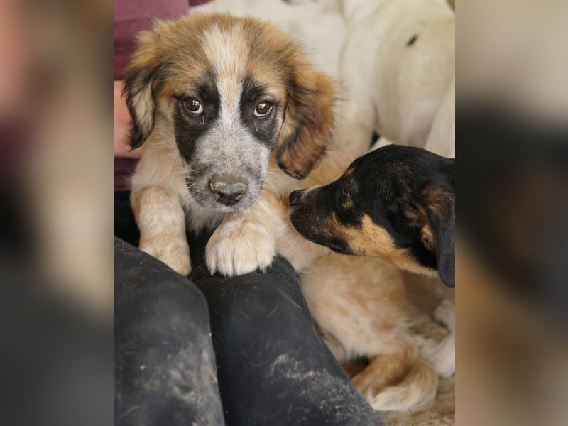 Toffee, geb. ca. 01/2023, lebt in GRIECHENLAND, im städt. Tierheim Serres