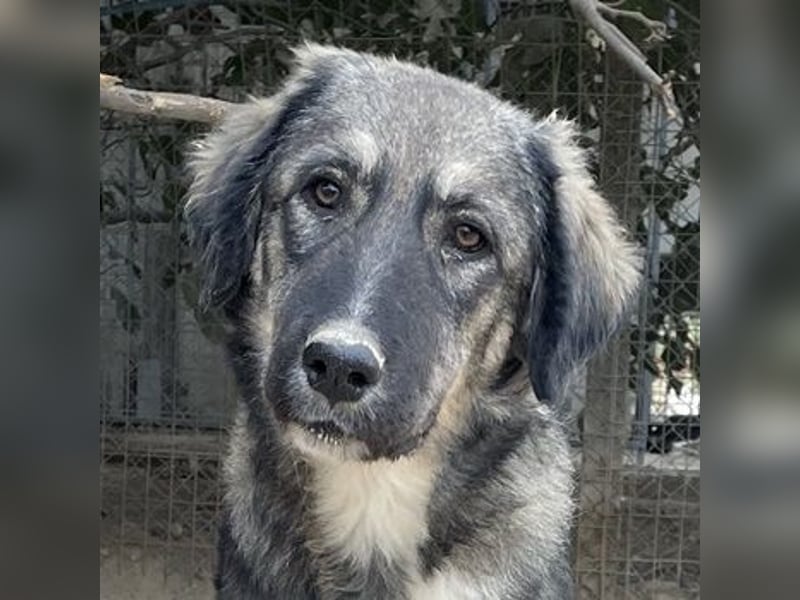 Karla, geb. ca. 03/2023, lebt in GRIECHENLAND, im städt. Tierheim Serres