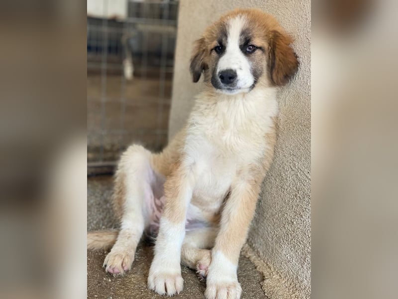 Zarina, geb. ca. 01/2025, lebt in GRIECHENLAND, im städt. Tierheim Serres