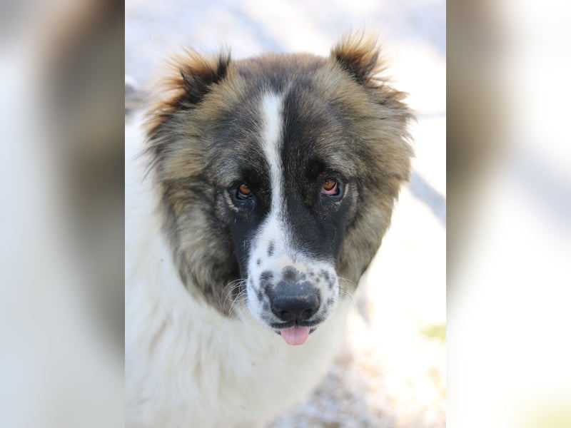 Marla, geb. ca. 06/2020, lebt in GRIECHENLAND, im städt. Tierheim Serres