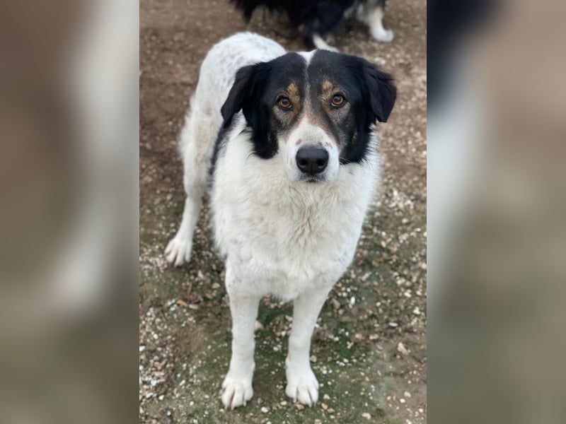 Xalia, geb. ca. 03/2018, lebt in GRIECHENLAND, im städt. Tierheim Serres