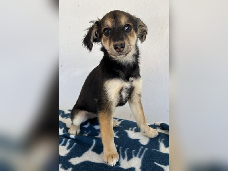 Josie, geb. ca. 02/2025, lebt auf einer Pflegestelle in 44791 Bochum