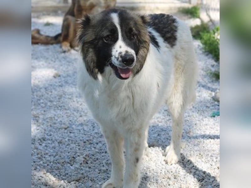 Marla, geb. ca. 06/2020, lebt in GRIECHENLAND, im städt. Tierheim Serres