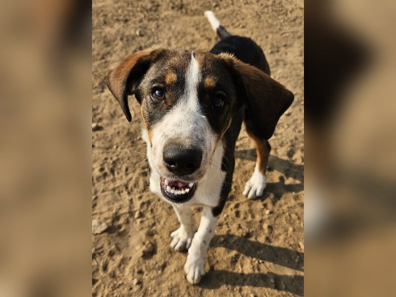 Darcy, geb. ca. 05/2024, lebt in GRIECHENLAND, auf einer privaten Pflegestelle