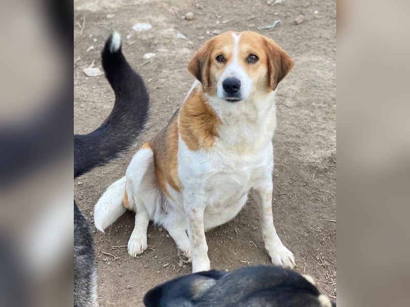 Katja, geb. ca. 12/2019, lebt in GRIECHENLAND, im städt. Tierheim Serres