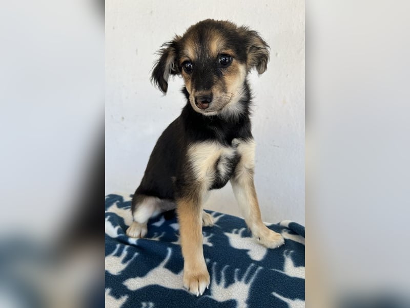 Josie, geb. ca. 02/2025, lebt auf einer Pflegestelle in 44791 Bochum