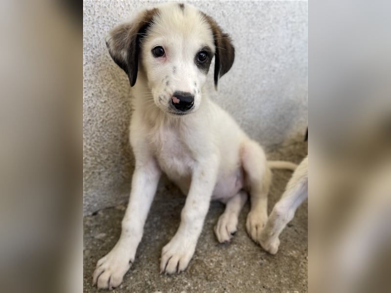 Benda, geb. ca. 06/2023, lebt in GRIECHENLAND, im städt. Tierheim Serres