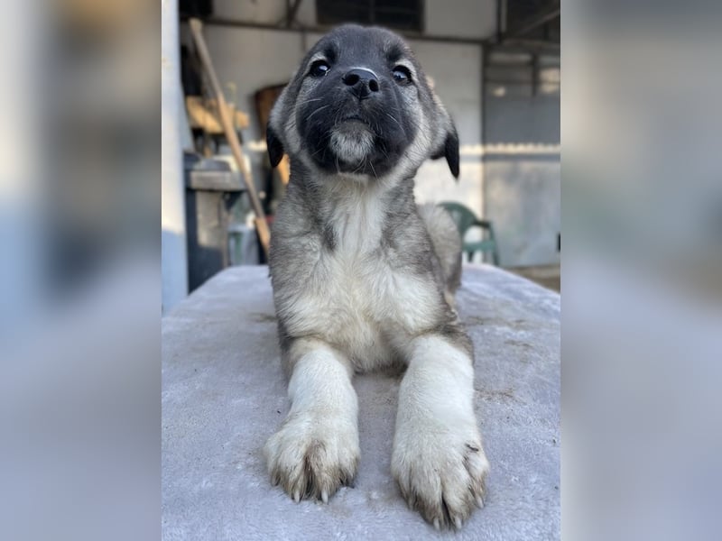 Perla, geb. ca. 10/2024, lebt in GRIECHENLAND, im städt. Tierheim Serres