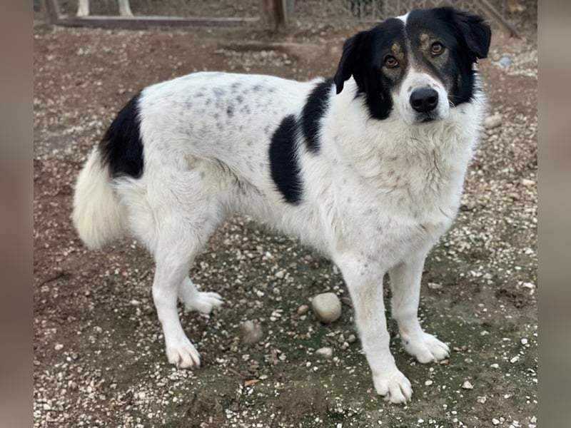 Xalia, geb. ca. 03/2018, lebt in GRIECHENLAND, im städt. Tierheim Serres