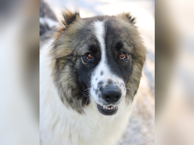 Marla, geb. ca. 06/2020, lebt in GRIECHENLAND, im städt. Tierheim Serres