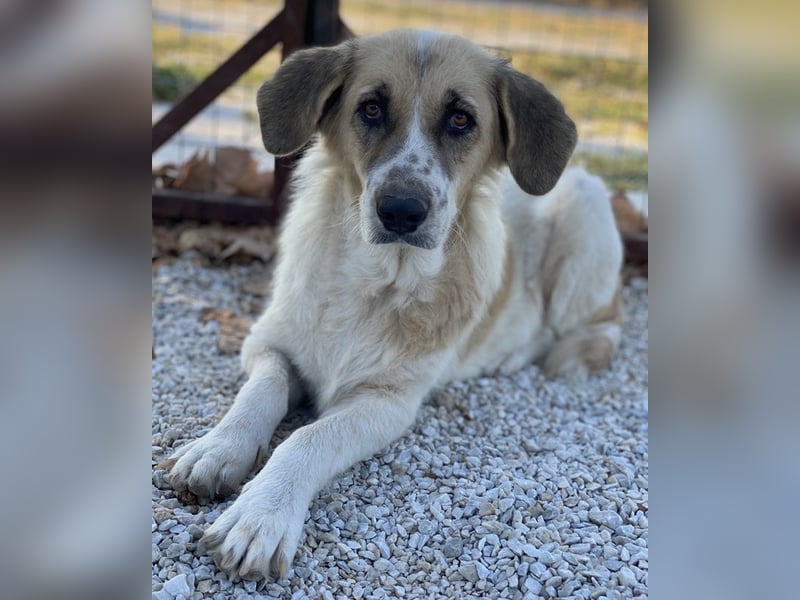 Meraki, geb. ca. 03/2019, lebt in GRIECHENLAND, im städt. Tierheim Serres