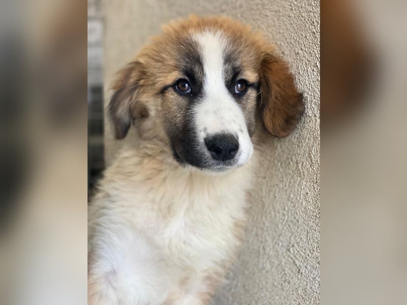 Zarina, geb. ca. 01/2025, lebt in GRIECHENLAND, im städt. Tierheim Serres