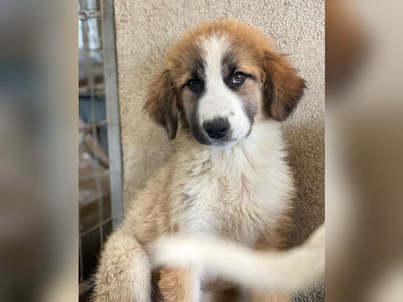 Zarina, geb. ca. 01/2025, lebt in GRIECHENLAND, im städt. Tierheim Serres