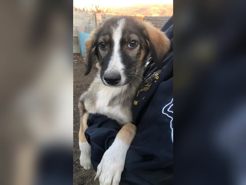 Clea - sie wurde mit ihren Geschwistern an einer sehr stark befahrenen Straße geboren