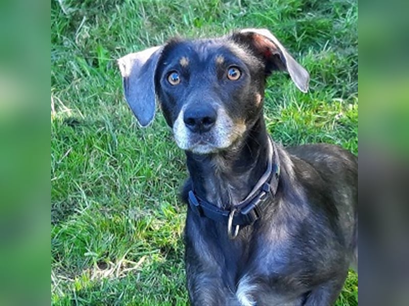 Kira sucht ein neues Zuhause