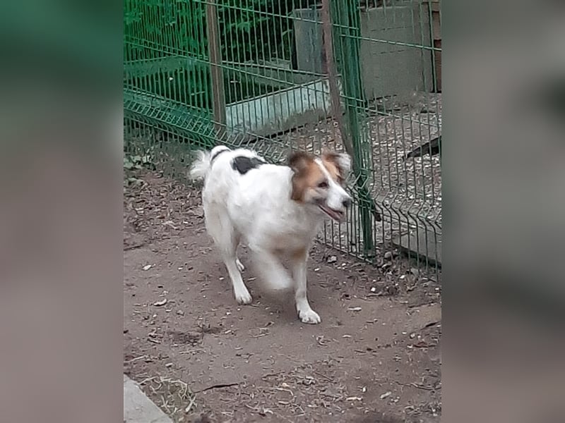 Suki