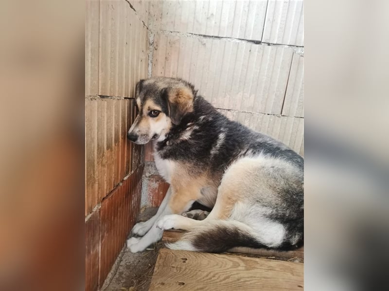 Maiya - sucht Hundeflüsterer