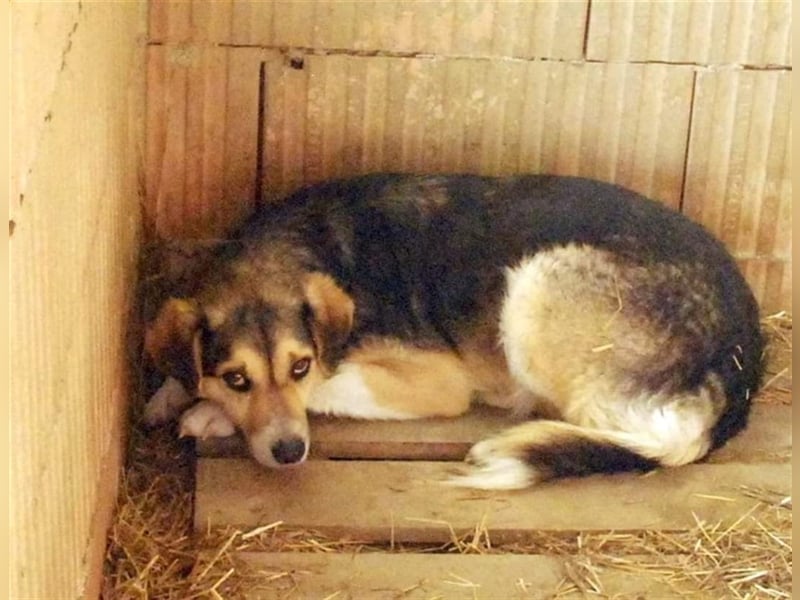 Maiya - sucht Hundeflüsterer