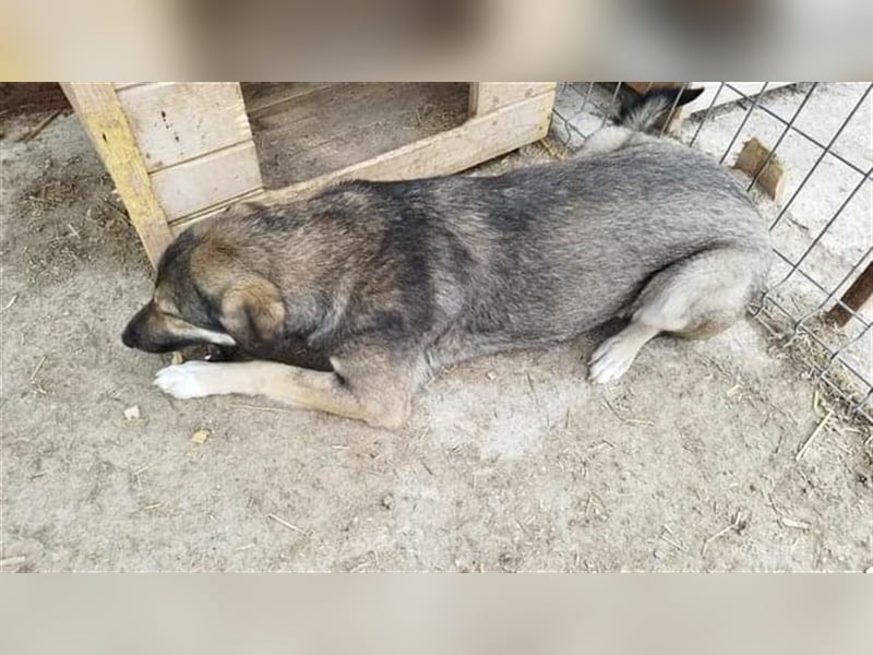 Mira - lebenslustig und verspielt