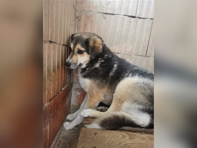 Maiya - sucht Hundeflüsterer