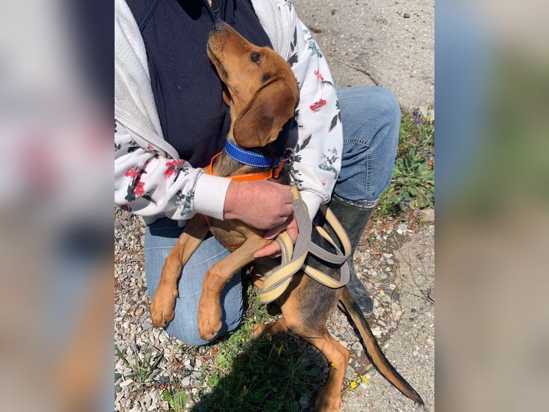 Ellie, eine wunderschöne und liebe Welpine sucht ihre Menschen