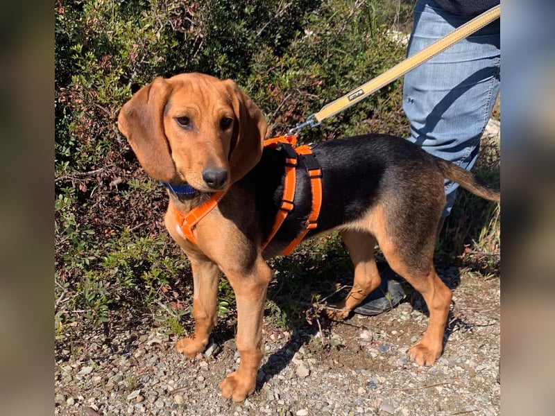 Ellie, eine wunderschöne und liebe Welpine sucht ihre Menschen
