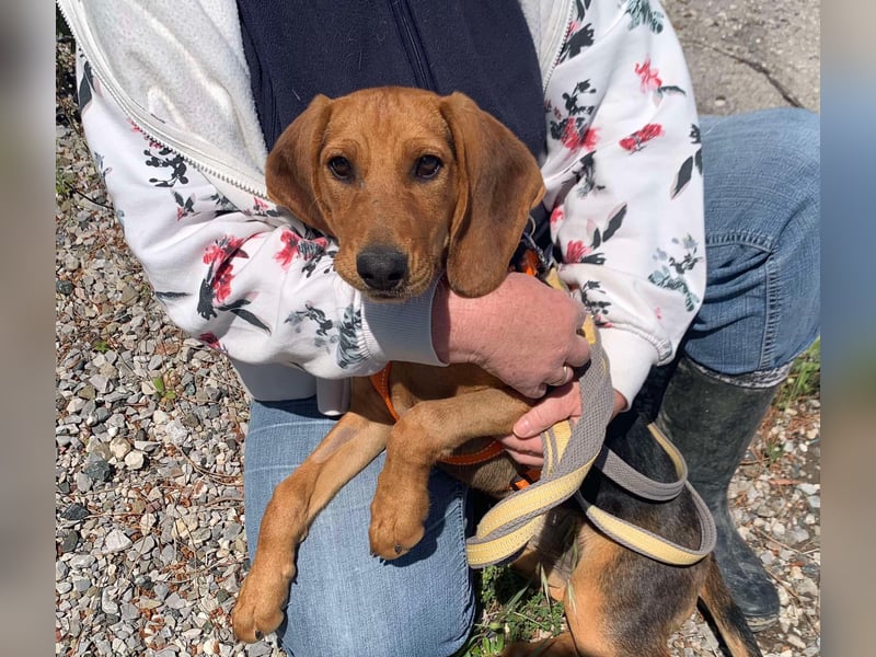 Ellie, eine wunderschöne und liebe Welpine sucht ihre Menschen
