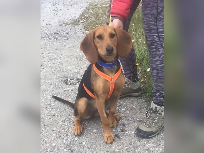 Ellie, eine wunderschöne und liebe Welpine sucht ihre Menschen