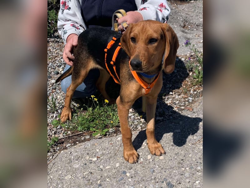Ellie, eine wunderschöne und liebe Welpine sucht ihre Menschen