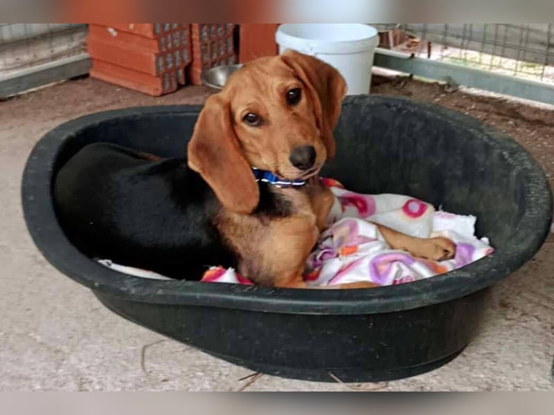 Ellie, eine wunderschöne und liebe Welpine sucht ihre Menschen