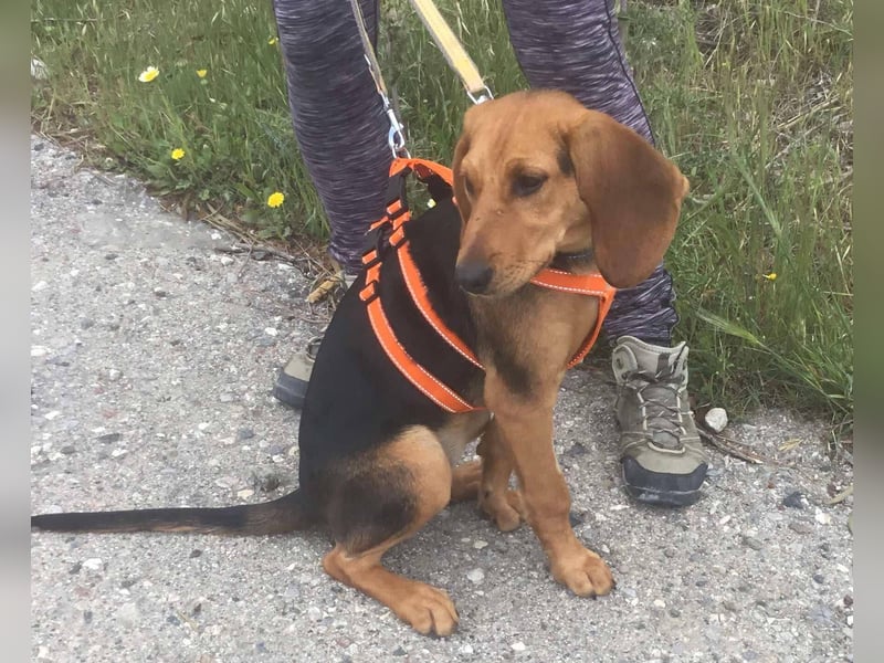 Ellie, eine wunderschöne und liebe Welpine sucht ihre Menschen