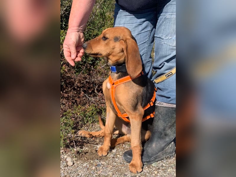 Ellie, eine wunderschöne und liebe Welpine sucht ihre Menschen