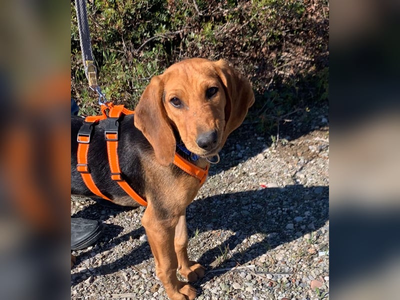 Ellie, eine wunderschöne und liebe Welpine sucht ihre Menschen