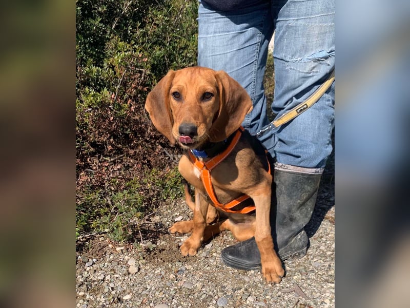Ellie, eine wunderschöne und liebe Welpine sucht ihre Menschen