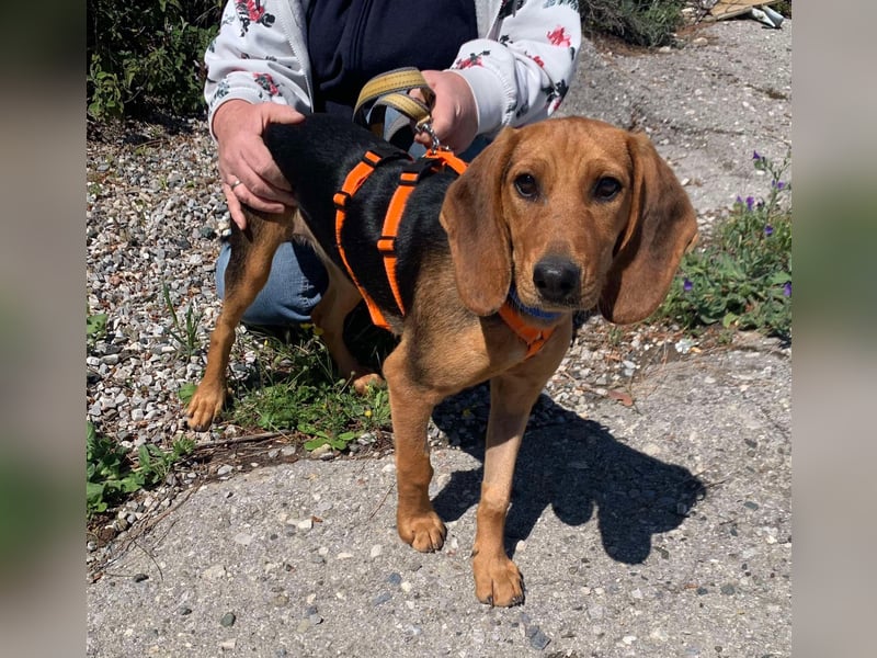 Ellie, eine wunderschöne und liebe Welpine sucht ihre Menschen