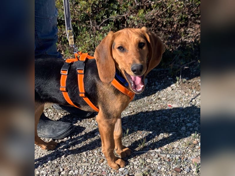 Ellie, eine wunderschöne und liebe Welpine sucht ihre Menschen