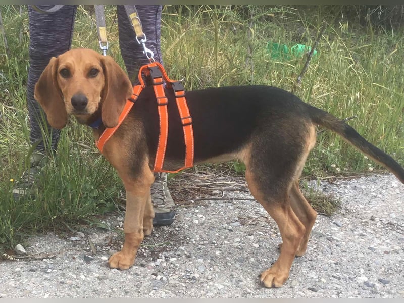Ellie, eine wunderschöne und liebe Welpine sucht ihre Menschen