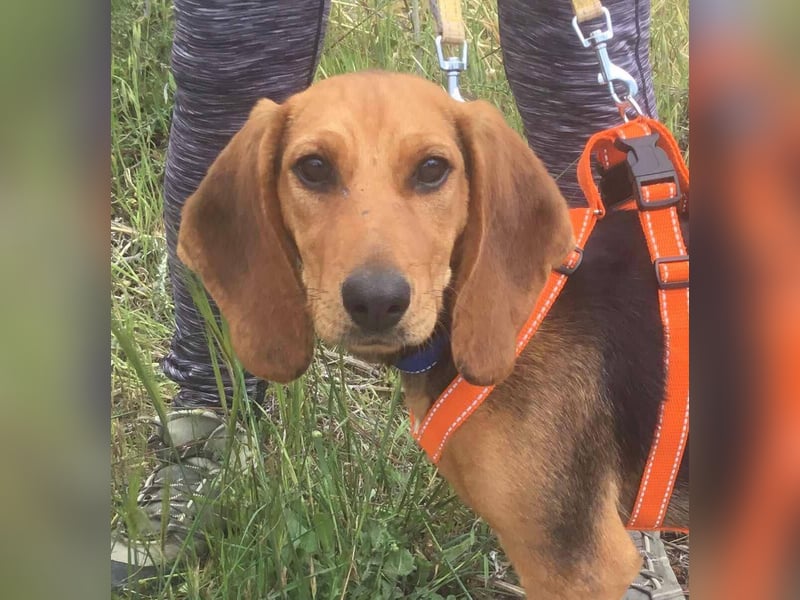 Ellie, eine wunderschöne und liebe Welpine sucht ihre Menschen