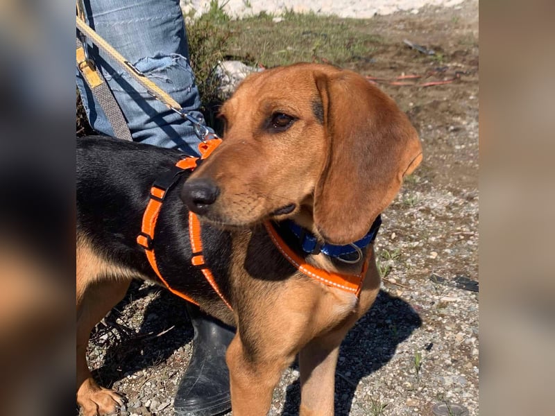 Ellie, eine wunderschöne und liebe Welpine sucht ihre Menschen