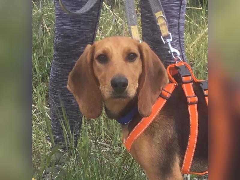 Ellie, eine wunderschöne und liebe Welpine sucht ihre Menschen