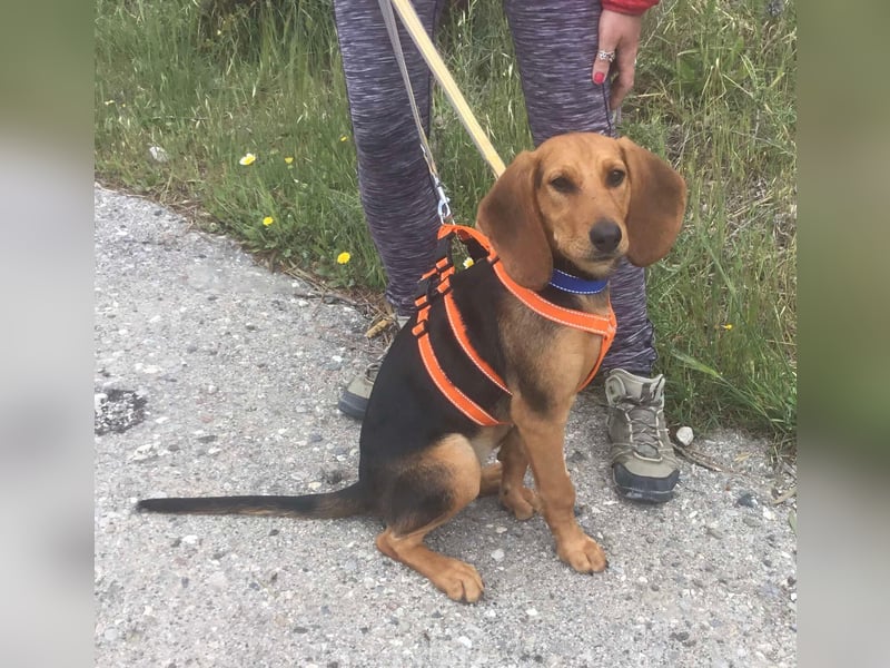 Ellie, eine wunderschöne und liebe Welpine sucht ihre Menschen